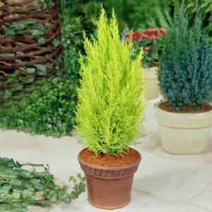 Gardeners Dream Cupressus Cypress 'Wilma' - Outdoor Plant With Attractive Evergreen Foliage