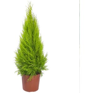 Gardeners Dream Cupressus Wilma Goldcrest Attractive Evergreen Outdoor Garden Shrub Plant 1L Pot