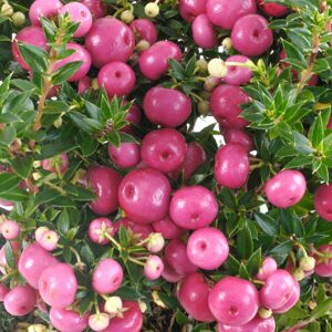 Gardeners Dream (Pink) Pernettya Mucronata Gaultheria Prickly Heath Bushy Evergreen Garden Shrub