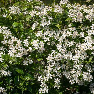 Gardener's Dream UK 1 X CHOISYA 'TERNATA' MEXICAN ORANGE BLOSSOM EVERGREEN SHRUB HARDY PLANT IN POT