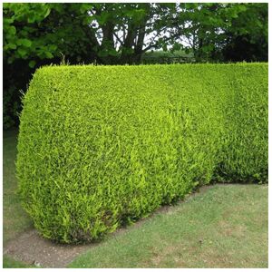 Gardeners Dream 5 X Leylandii Gold Evergreen Conifer Hedging Castlewellan Plant In Pot (1-2Ft)