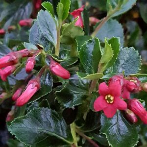 Gardeners Dream Escallonia Rubra Macrantha Red Evergreen Hardy Hedge Garden Shrub   9Cm Pot