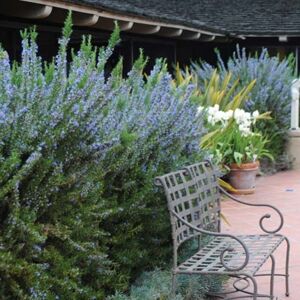 Gardeners Dream 1 X Rosmarinus Officinalus 'Tuscan Blue' Rosemary Evergreen Shrub Plant In Pot