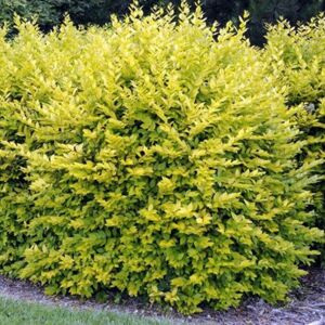 Gardeners Dream (5) Gold Privet Hedging Plants 20-40Cm Ligustrum Aureum Evergreen Hedge Potted