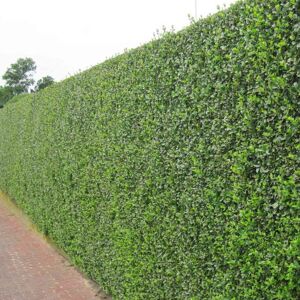 Gardeners Dream (25) Green Privet Hedging Plants 20-40Cm Ligustrum Ovalifolium Evergreen Hedge P