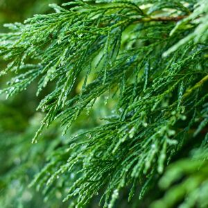 Gardeners Dream (1-2ft, 10) Green Leylandii Fast Growing Evergreen Conifer Hedging Garden Plants