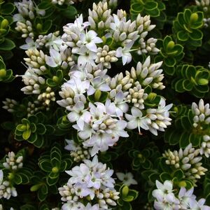 Gardeners Dream Hebe 'Vernicosa' Varnished Hebe Evergreen Flowering Garden Shrub   9Cm Pot