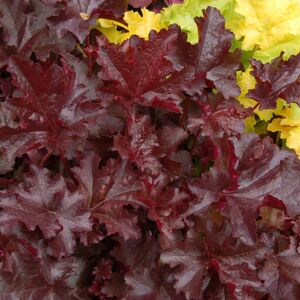 Gardeners Dream 1 Heuchera 'Chocolate Ruffles' Alum Root Semi Evergreen Shrub Hardy Plant In Pot