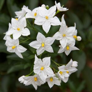 Gardeners Dream 1 X Solanum Jasminoides 'Album' Jasmine Nightshade Semi Evergreen Shrub In Pot