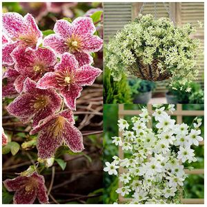 East Coast Pack of 3 Evergreen Clematis Collection Evergreen Hardy Climber in pot