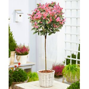 Cross Hardy Evergreen Photinia serratifolia PINK CRISPY 90-120cm 3-4ft