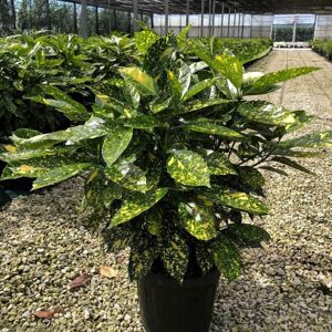 Cross Large Bushy Evergreen Plant Aucuba japonica Variegated Spotted Laurel