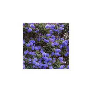 Carbeth plants 2 X Ceanothus 'Blue Diamond' Californian Lilac Evergreen Shrub - Great Hedging P