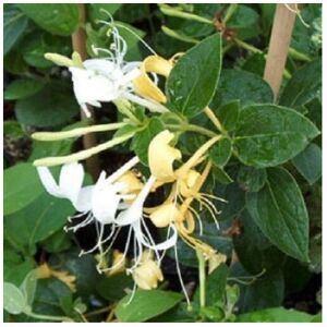 Direct Plants 1X 3-4FT EVERGREEN HONEYSUCKLE LONICERA HALLIANA - FRAGRANT CLIMBING PLANT 3L