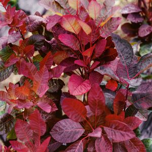 Elixir Garden Supplies (Cotinus Royal Purple) Fully Established Hardy/Evergreen Outdoor Flowering Potte