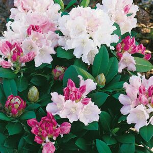 Elixir Garden Supplies (Rhododendron Dreamland) Fully Established Hardy/Evergreen Outdoor Flowering Pot