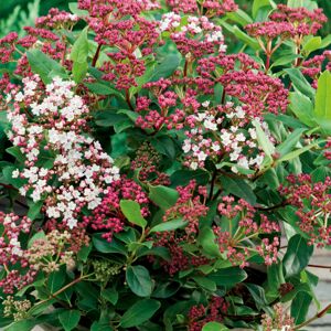 Elixir Garden Supplies (Viburnum Tinus) Fully Established Hardy/Evergreen Outdoor Flowering Potted Shru