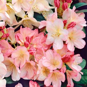 Elixir Garden Supplies (Rhododendron Percy Wiseman) Fully Established Hardy/Evergreen Outdoor Flowering
