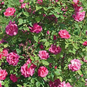 Elixir Garden Supplies (Rose Zephrine Drouhin) Fully Established Hardy/Evergreen Outdoor Flowering Pott