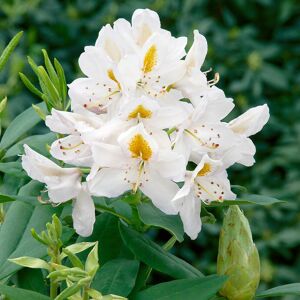 Elixir Garden Supplies (Rhododendron Madame Masson) Fully Established Hardy/Evergreen Outdoor Flowering