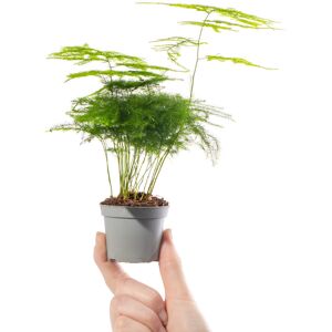 Gardeners Dream Baby Asparagus Fern Plant Asparagus Plumosus Small Indoor Evergreen Houseplant