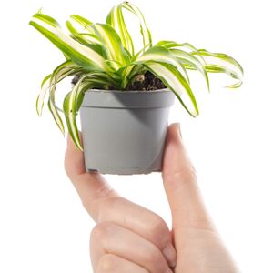 Gardeners Dream Baby Spider Plant Chlorophytum Variegatum Evergreen Houseplant Ideal Small Gift