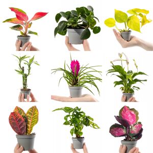 Gardeners Dream Collection Of Small Baby Evergreen Mixed Indoor House Plants Growers Choice