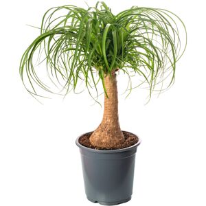 Gardeners Dream Pony Tail Palm Large Indoor House Plant Real Evergreen Nolina Tall Home Plants