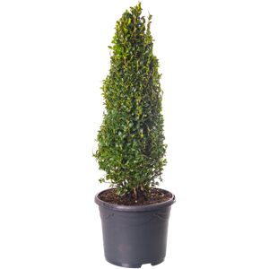 Gardeners Dream Buxus Pyramid - Boxwood Plant   Evergreen Shaped Topiary Outdoor Garden Shrub