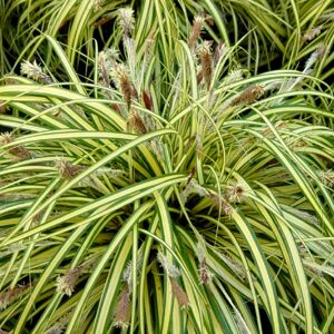 Gardener's Dream 1 X CAREX OSHIMENSIS 'EVERGOLD' SEDGE EVERGREEN SHRUB HARDY GARDEN PLANT IN POT