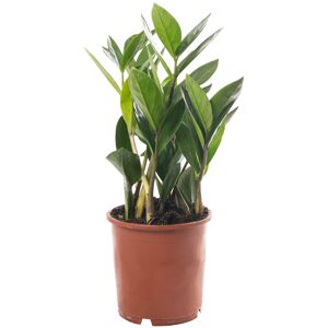 Gardeners Dream Zamioculcas Large Indoor House Plant Real ZZ Evergreen Exotic Tall Home Plants