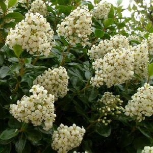 Jersey Plants Direct Escallonia Iveyii Evergreen Shrub Large 3ft Supplied in a 3 Litre Pot