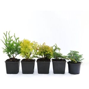 Thompson & Morgan Conifer Collection 9cm Pot x 3