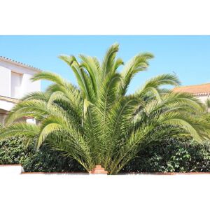 Thompson & Morgan Thompson&Morgan Phoenix Canariensis Palm 1.5 Litre Pot x 1