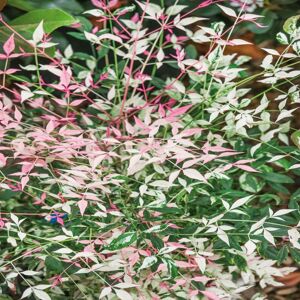 Plants 2 Gardens Plants2Gardens Nandina Twilight in 4.5 Litre Pot