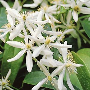 Plants 2 Gardens Plants2Gardens Clematis Enham Star in 2 Litre Pot