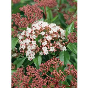 Plants 2 Gardens Plants2Gardens Viburnum Tinus Patio Standard in 9 Litre Pot