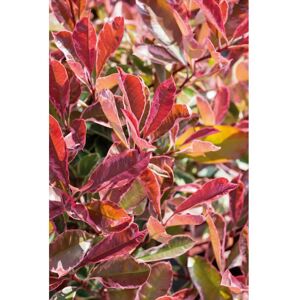 Plants 2 Gardens Plants2Gardens Photinia Pink Marble Patio Standard in 9 Litre Pot