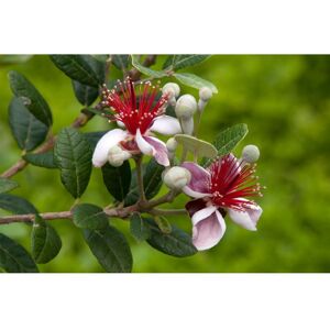 Hayloft Plants Acca Sellowiana in 9cm Pot