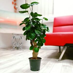 Easy Plants Large Traditional Evergreen House Plants in Pot - Fabian Aralia 45-50cm Tall