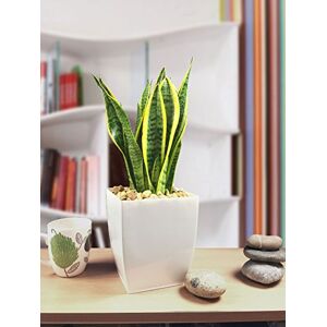 Easy Plants 1 Evergreen Indoor Snke Plant Mother in Law's Tongue in Gloss White Milano Pot