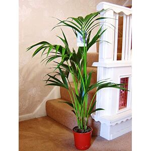 Easy Plants Large Traditional Evergreen House Plants in Pot - Large Kentia Palm