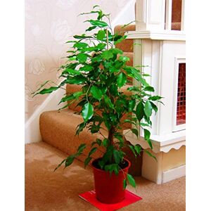 Easy Plants Large Traditional Evergreen House Plants in Pot - Weeping Fig