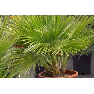 Thompson and Morgan Dwarf Fan Palm Plants