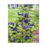 Cross Abies Koreana Stunning & Rare Blue Cone Korean Fir baby tree 2-3L pot
