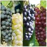 Carbeth plants 3 x Vitis Grape Mix - Garden Grape Fruit Vine Grow Your Own Grapevine