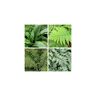 Carbeth plants Fern Plant Mix - 10 Large Plants in 13cm Pots - Ready to Plant Outdoor Fern Mix