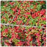 seedsplantsbulbs Cotoneaster horizontalis. Wall Cotoneaster