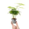 Gardeners Dream Baby Asparagus Fern Plant Asparagus Plumosus Small Indoor Evergreen Houseplant