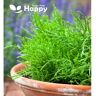 Happy Green Shop BABY LEAF HERB - SAMPHIRE - SEA ASPARAGUS - 150 SEEDS - Salicornia